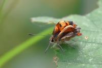 Lycaena phlaeas
