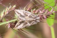 Autographa gamma