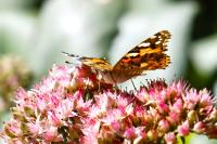Vanessa cardui