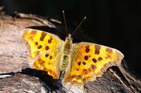 Polygonia c-album