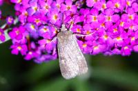 Xestia xanthographa