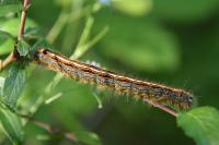 Malacosoma neustria
