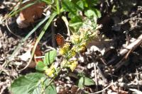 Lycaena phlaeas