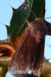 Mythimna albipuncta