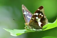 Apatura iris