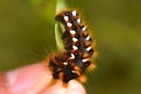 Acronicta rumicis