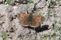 Erynnis tages