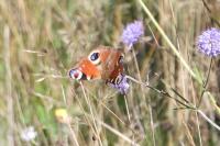 Aglais io