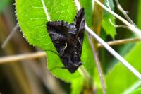 Autographa gamma