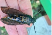 Acherontia atropos