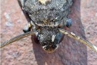 Acherontia atropos