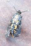 Acherontia atropos