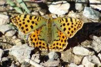 Issoria lathonia