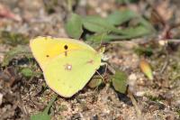 Colias crocea