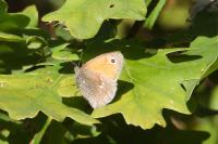 Coenonympha pamphilus