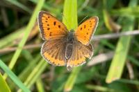 Lycaena dispar