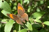 Thecla betulae