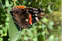 Vanessa atalanta