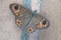 Lasiommata maera