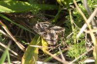 Autographa gamma