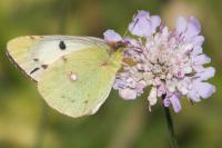 Colias