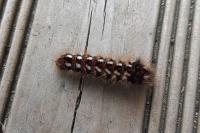 Acronicta rumicis