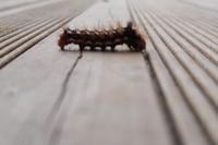 Acronicta rumicis