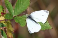 Pieris rapae