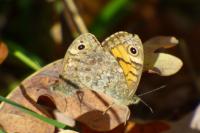 Lasiommata megera