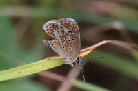 Aricia agestis