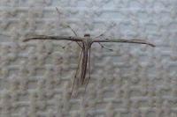 Emmelina monodactyla
