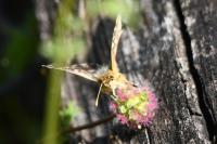 Spialia sertorius