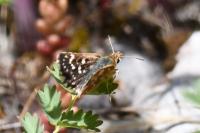 Spialia sertorius