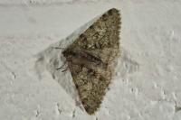 Phigalia pilosaria