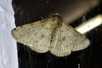 Phigalia pilosaria