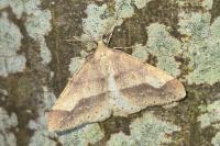 Phigaliohybernia marginaria
