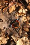 Vanessa atalanta