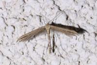 Emmelina monodactyla