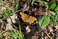 Polygonia c-album