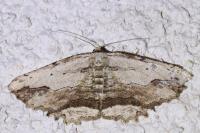Menophra abruptaria
