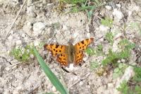 Polygonia c-album