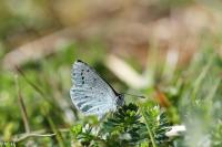Celastrina argiolus