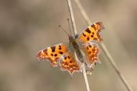 Polygonia c-album