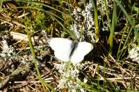 Pieris napi