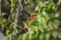Aglais io