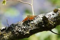 Polygonia c-album