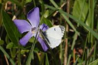 Anthocharis cardamines