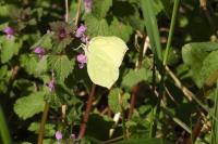 Gonepteryx rhamni