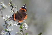 Vanessa atalanta