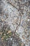 Thaumetopoea pityocampa